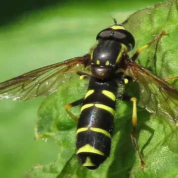 Doros aequalis Loew, 1863:318
