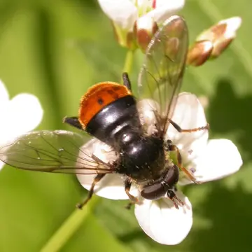 Blera fallax (Linnaeus, 1758):592
