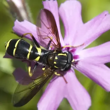 Doros aequalis Loew, 1863:318
