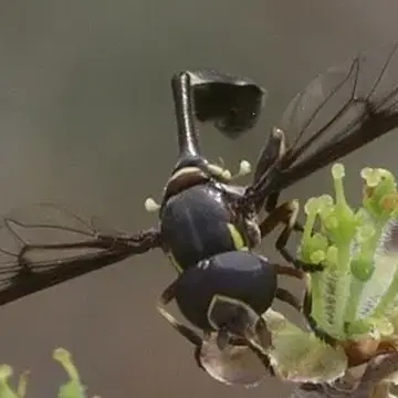 Eosalpingogaster cochenillivora (Guérin-Méneville, 1848):lxxxi