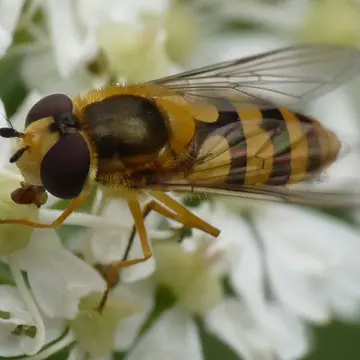 Epistrophe diaphana (Zetterstedt, 1843):711
