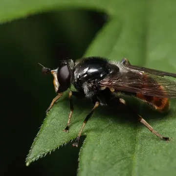 Blera fallax (Linnaeus, 1758):592