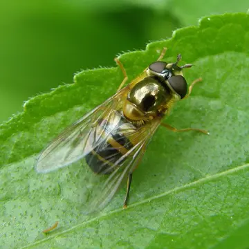 Epistrophe eligans (Harris, 1780):105