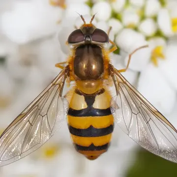 Epistrophe flava Doczkal & Schmid, 1994:15