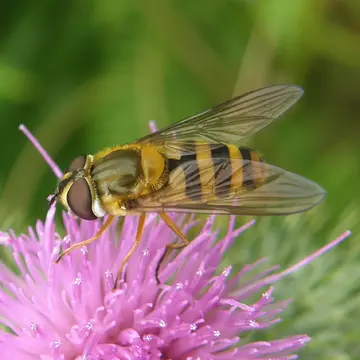 Epistrophe grossulariae (Meigen, 1822):306