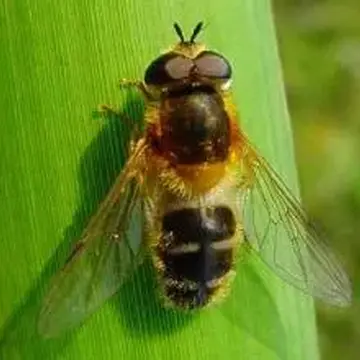 Epistrophe leiophthalma (Schiner & Egger, 1853):54