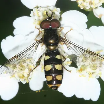 Epistrophella emarginata (Say, 1823):91
