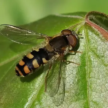 Epistrophe (Epistrophella) euchromus (Kowarz, 1885):167