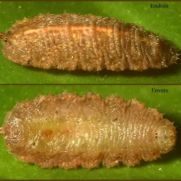 Epistrophe melanostoma (Zetterstedt, 1843):711