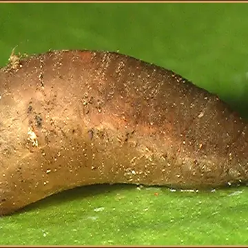 Epistrophe melanostoma (Zetterstedt, 1843):711