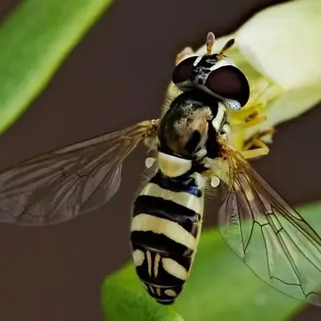 Allograpta exotica (Wiedemann, 1830):136