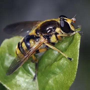 Blera humeralis (Williston, 1882):330