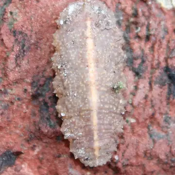 Epistrophe nitidicollis (Meigen, 1822):308