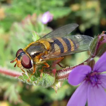 Epistrophe nitidicollis (Meigen, 1822):308