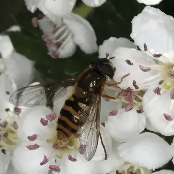 Epistrophe obscuripes (Strobl, 1910)