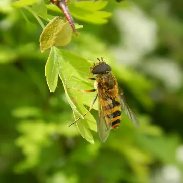 Epistrophe obscuripes (Strobl, 1910)