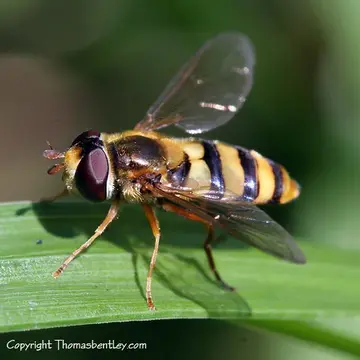 Epistrophe xanthostoma (Williston, 1887):86