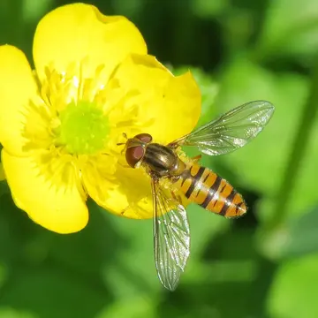 Episyrphus balteatus (De Geer, 1776):116