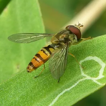 Episyrphus balteatus (De Geer, 1776):116