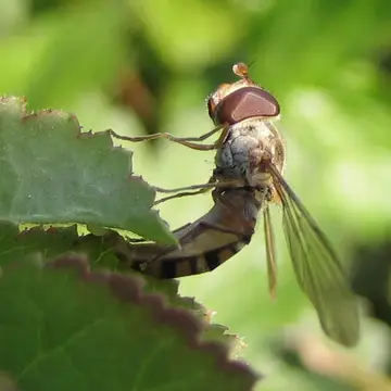 Episyrphus balteatus (De Geer, 1776):116