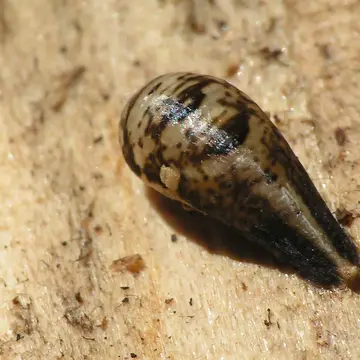 Episyrphus balteatus (De Geer, 1776):116