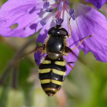 Eriozona (Megasyrphus) erratica (Linnaeus, 1758):593