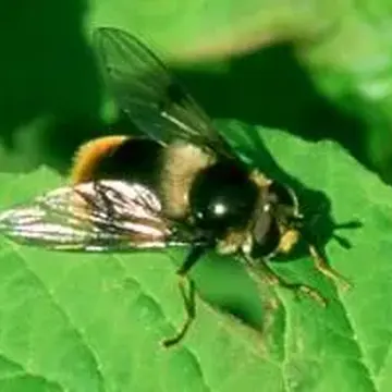 Eriozona syrphoides (Fallén, 1817):36