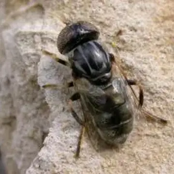 Eristalinus (Eristalinus) aeneus (Scopoli, 1763):356