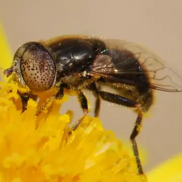 Eristalinus (Eristalinus) aeneus (Scopoli, 1763):356