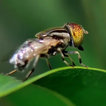 Eristalinus (Eristalinus) arvorum (Fabricius, 1787):335