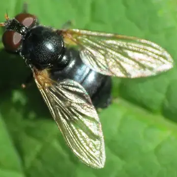 Blera nigra (Williston, 1887):214