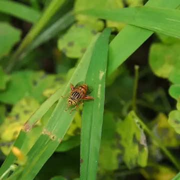 Eristalinus (Eristalodes) paria (Bigot, 1880):218