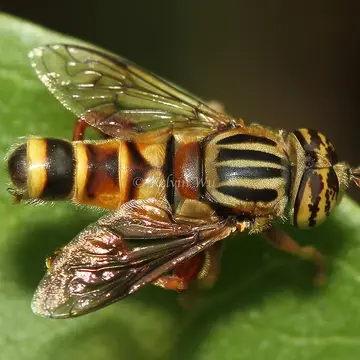 Eristalinus (Eristalodes) paria (Bigot, 1880):218