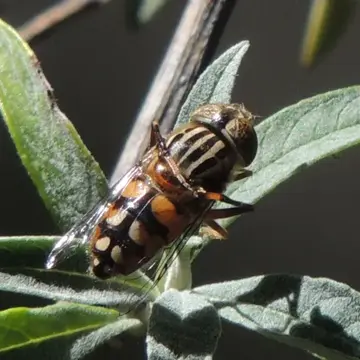 Eristalinus (Eristalinus) punctulatus (Macquart, 1847):75