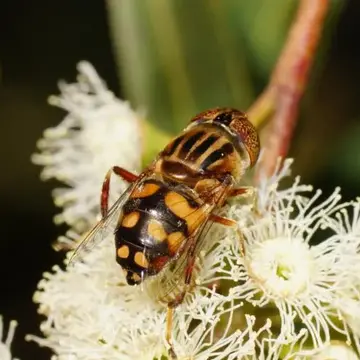 Eristalinus (Eristalinus) punctulatus (Macquart, 1847):75