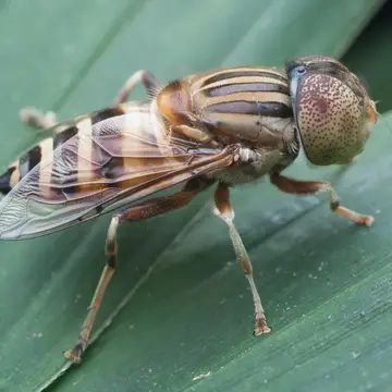 Eristalinus (Eristalinus) punctulatus (Macquart, 1847):75