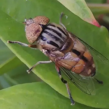 Eristalinus (Eristalinus) punctulatus (Macquart, 1847):75