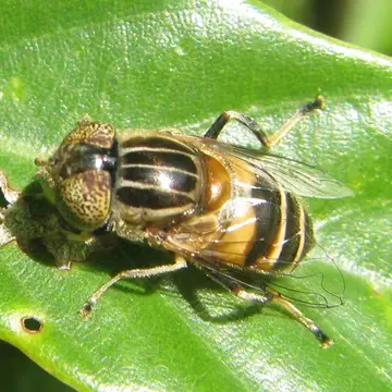 Eristalinus (Eristalinus) quinquestriatus (Fabricius, 1794):289