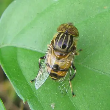 Eristalinus (Eristalinus) quinquestriatus (Fabricius, 1794):289