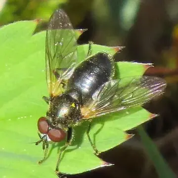 Blera nigra (Williston, 1887):214