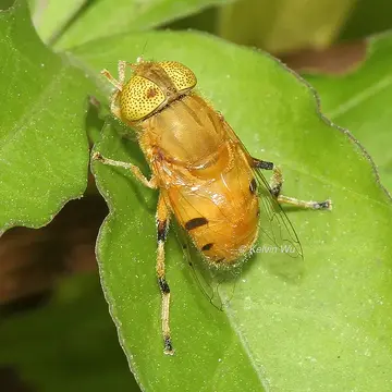 Eristalinus (Eristalinus) flavus (Sack, 1926):582