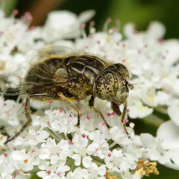 Eristalinus (Eristalinus) sepulchralis (Linnaeus, 1758):596