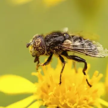 Eristalinus (Eristalinus) sepulchralis (Linnaeus, 1758):596