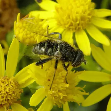 Eristalinus (Eristalinus) sepulchralis (Linnaeus, 1758):596