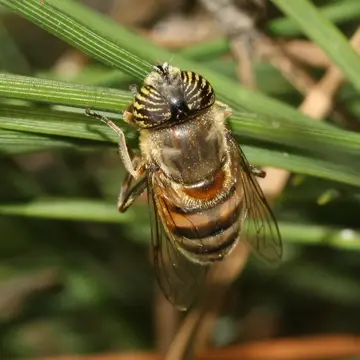 Eristalinus (Eristalodes) taeniops (Wiedemann, 1818):42