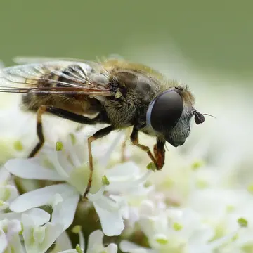 Eristalis (Eoseristalis) abusiva (Collin, 1931):180