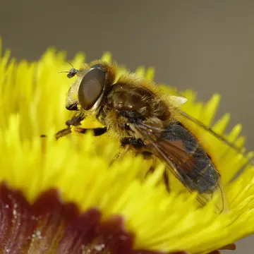 Eristalis (Eoseristalis) abusiva (Collin, 1931):180