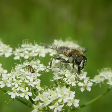 Eristalis (Eoseristalis) alpina (Panzer, 1798):14