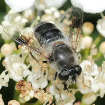 Eristalis (Eoseristalis) alpina (Panzer, 1798):14