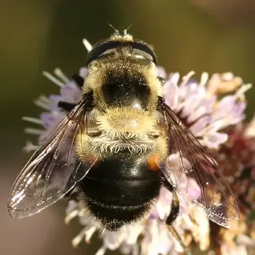 Eristalis (Eoseristalis) anthophorina (Fallén, 1817):28